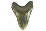Serrated, Fossil Megalodon Tooth - South Carolina #124201-2